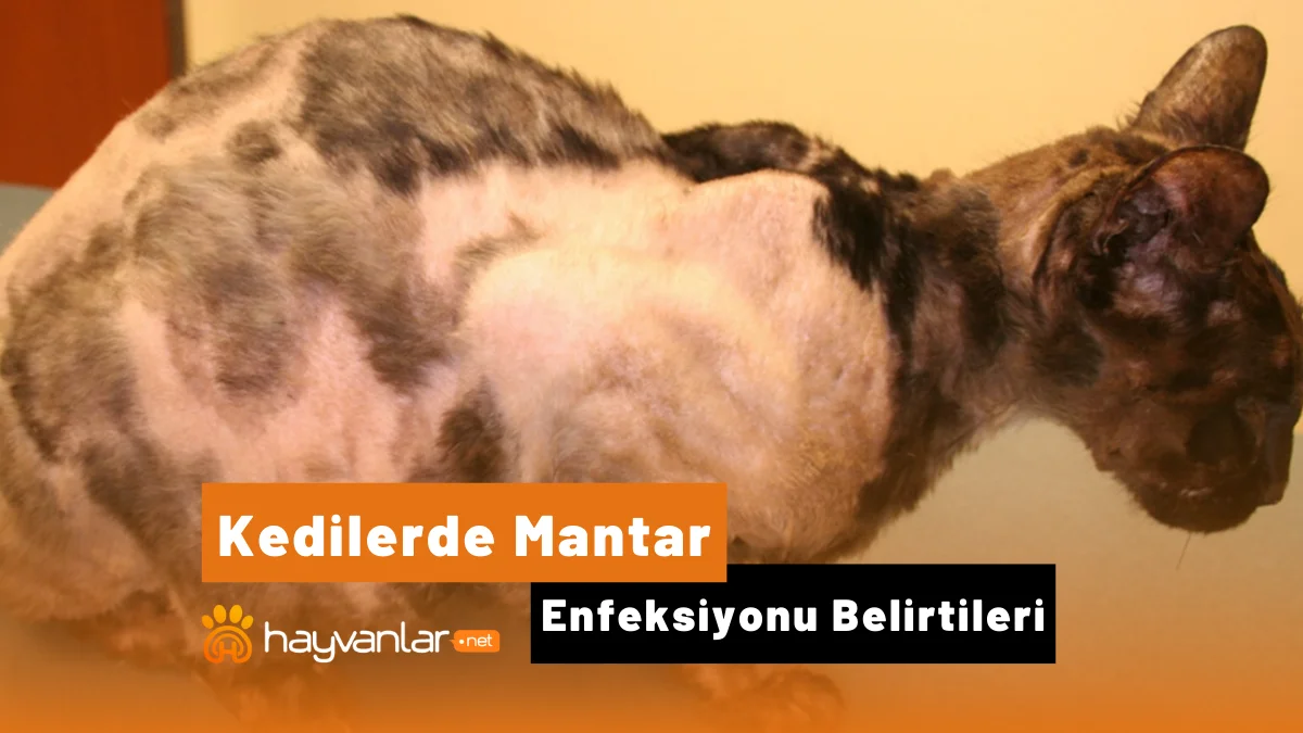 kedilerde mantar