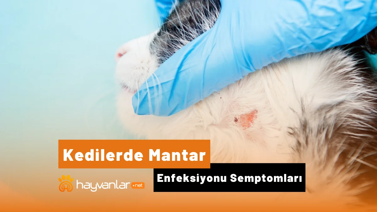 kedilerde mantar belirtileri
