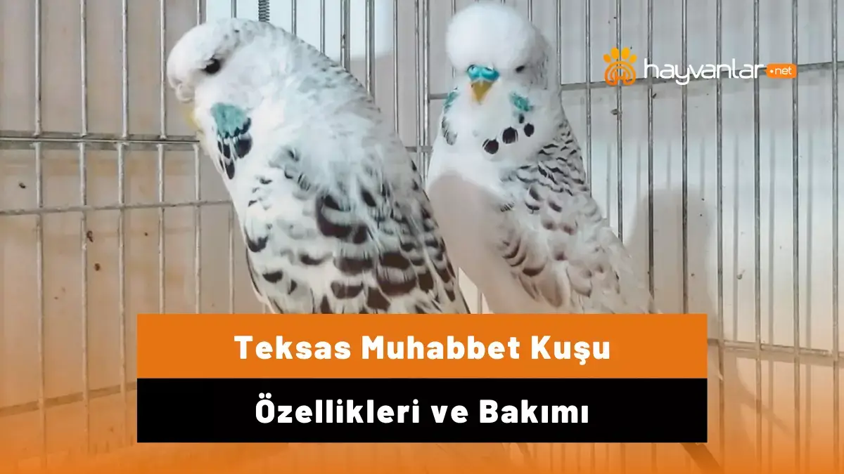teksas muhabbet kuşları