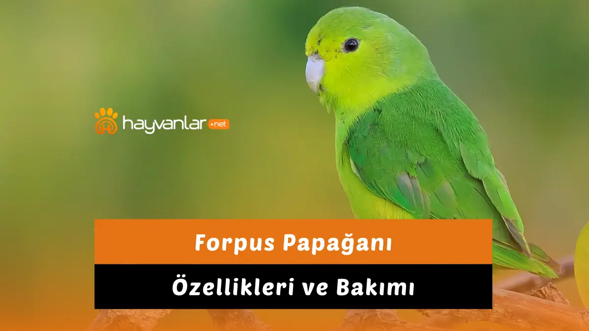 Forpus Papağanı