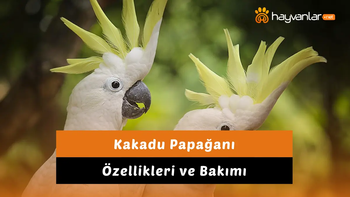 Kakadu Papağanı