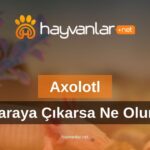 Axolotl Karaya Çıkarsa Ne Olur?