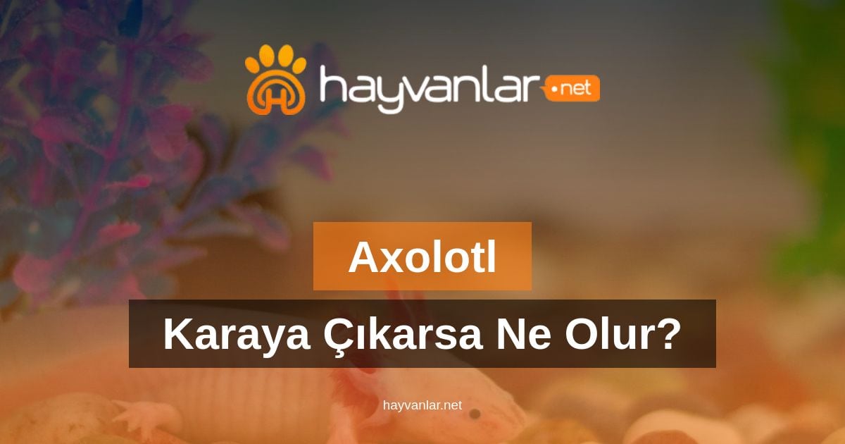 Axolotl Karaya Çıkarsa Ne Olur?
