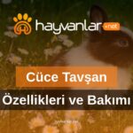 Cüce Tavşan Özellikleri ve Bakımı