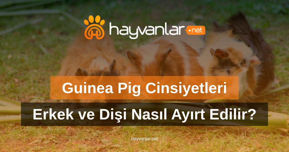 Guinea Pig Cinsiyetleri: Erkek ve Dişi Nasıl Ayırt Edilir?