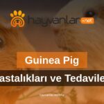 Guinea Piglerde Görülen Hastalıklar ve Tedavileri
