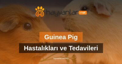Guinea Piglerde Görülen Hastalıklar ve Tedavileri