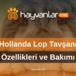 Hollanda Lop Tavşanı Özellikleri ve Bakımı