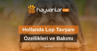 Hollanda Lop Tavşanı Özellikleri ve Bakımı