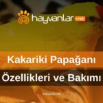 Kakariki Papağanı Özellikleri ve Bakımı