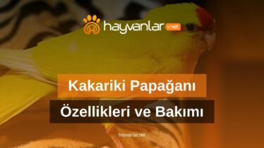 Kakariki Papağanı Özellikleri ve Bakımı