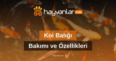 Koi Balığı Bakımı ve Özellikleri