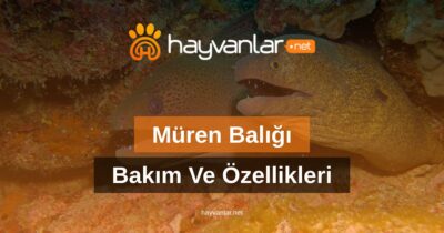 Müren Balığı Bakım Ve Özellikleri