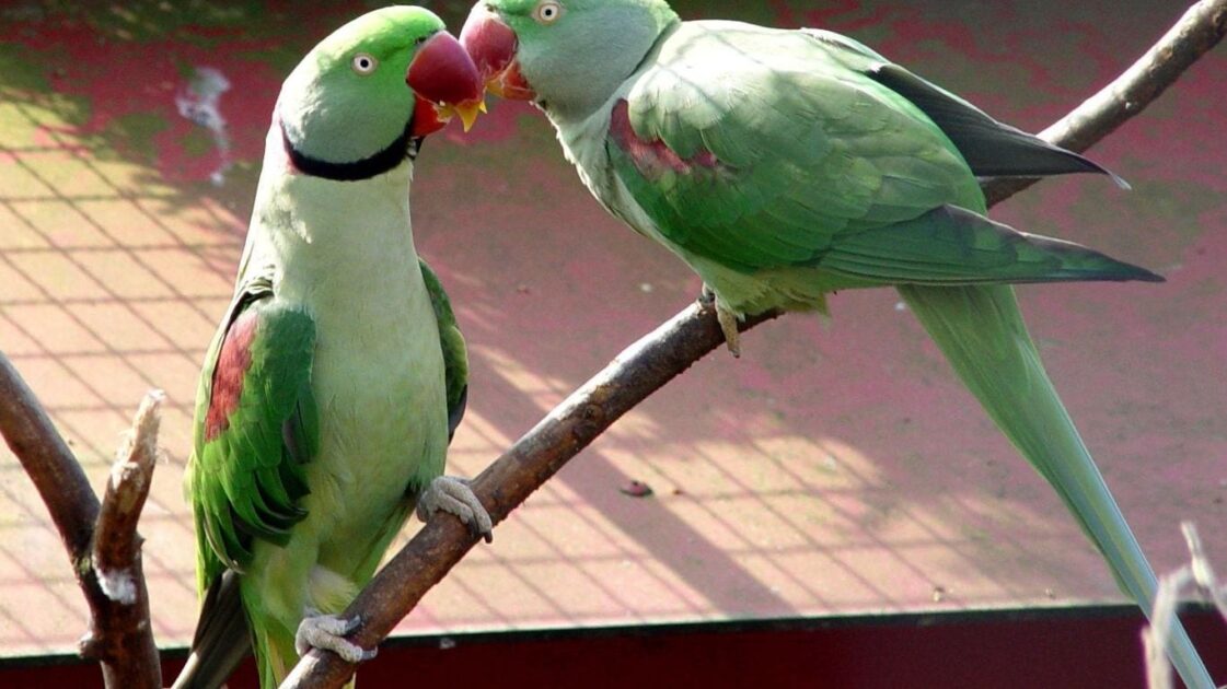 Pakistan Papağanı Özellikleri ve Bakımı