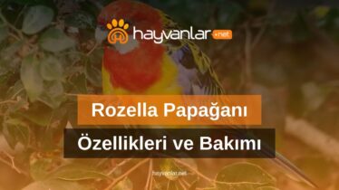 Rozella Papağanı Özellikleri ve Bakımı