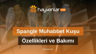 Spangle Muhabbet Kuşu Özellikleri ve Bakımı