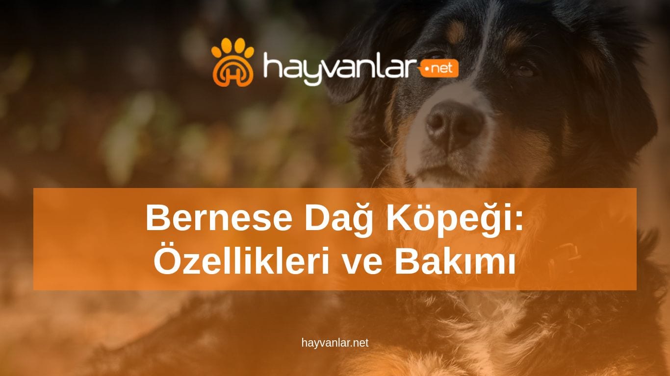 Bernese Dağ Köpeği: Özellikleri ve Bakımı