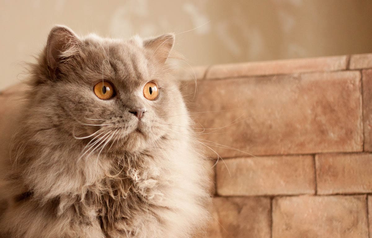 British Longhair