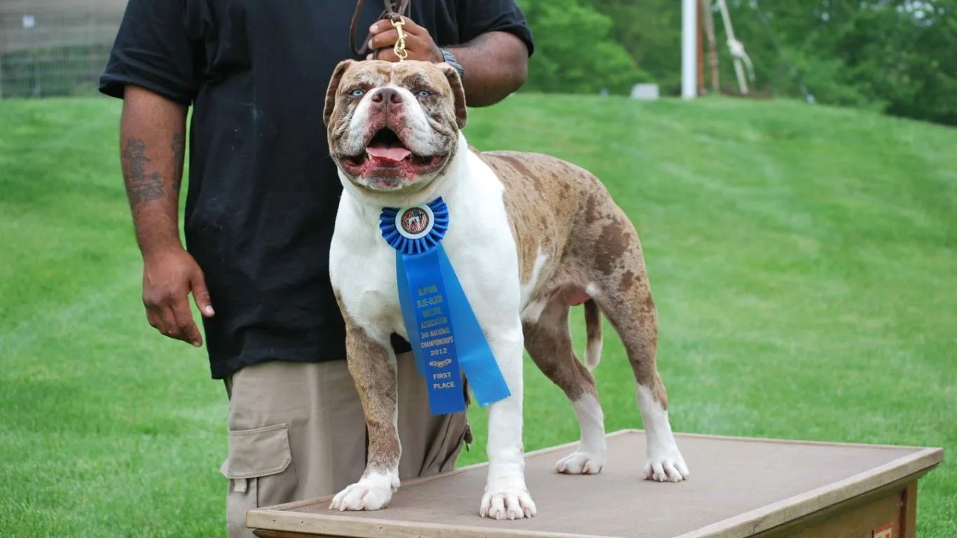 alapaha-blue-blood-bulldog