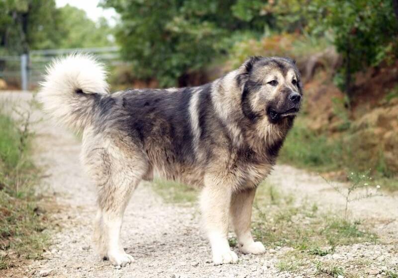 kafkas çoban köpeği