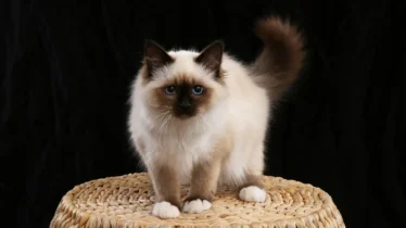 birman-kedisi