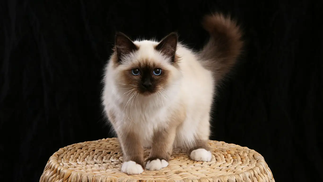 birman-kedisi