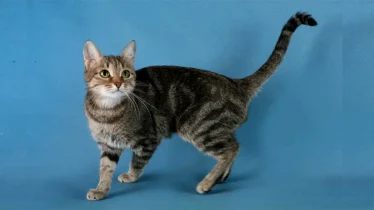 brazilian-shorthair