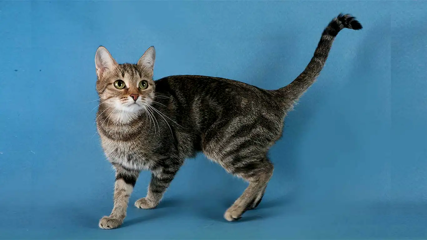 brazilian-shorthair