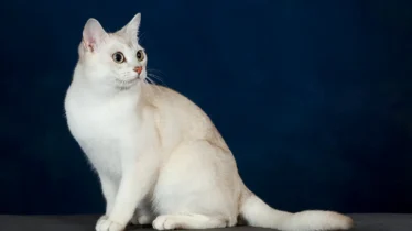 burmilla