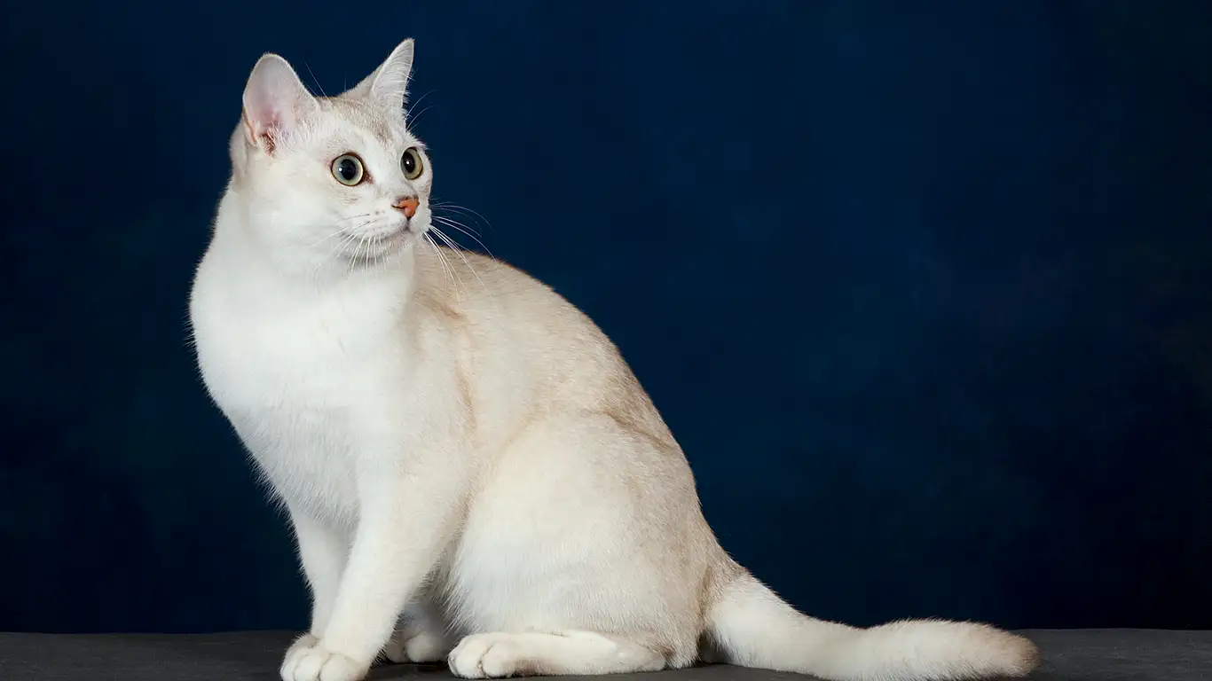 burmilla