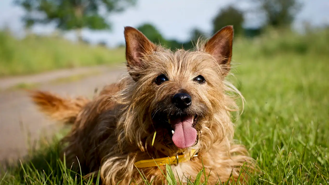 australian-terrier