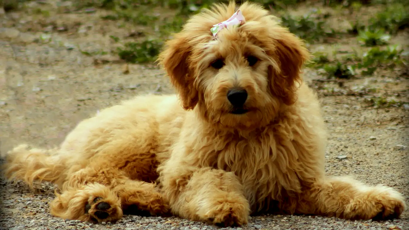 goldendoodle