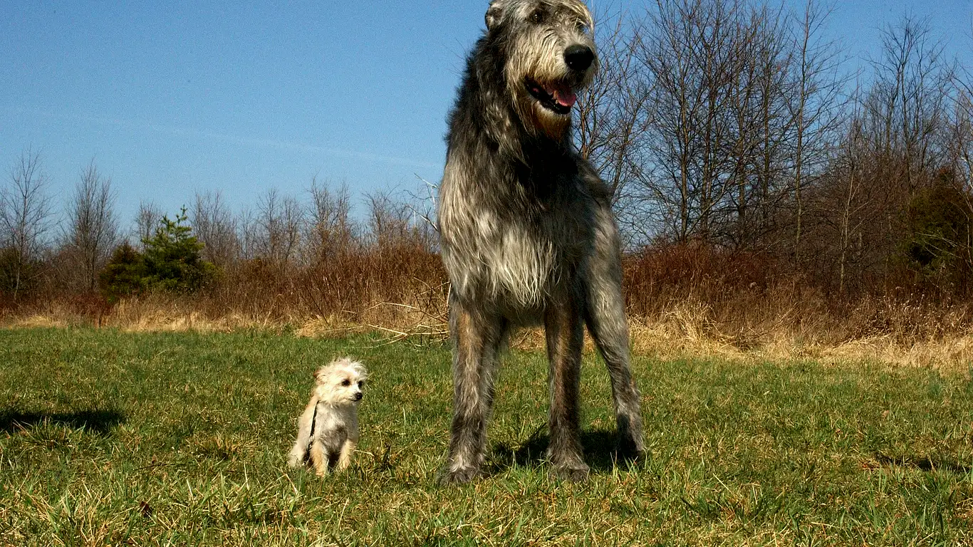 irish-wolfhound