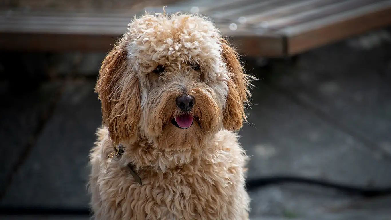 labradoodle