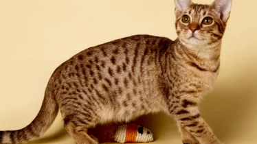 ocicat