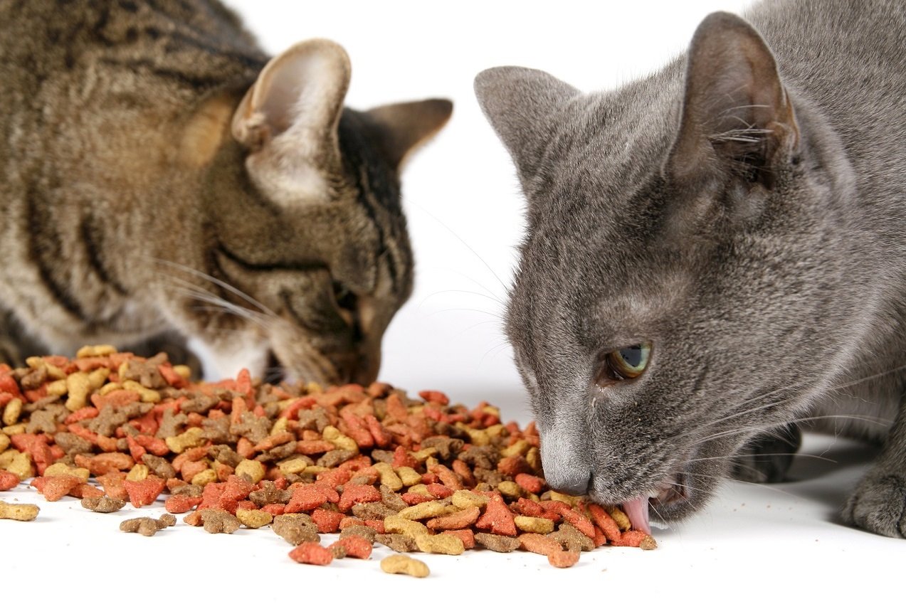 kedi maması