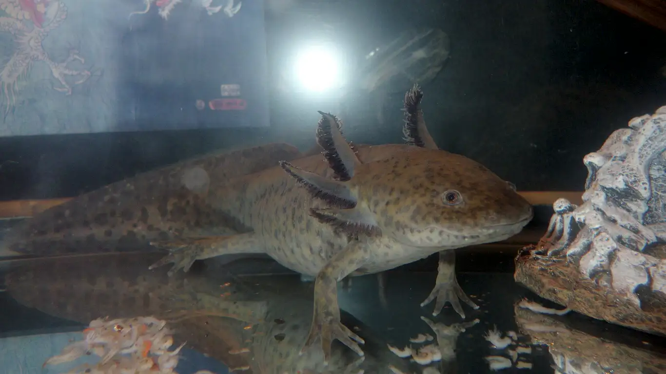 axolotl