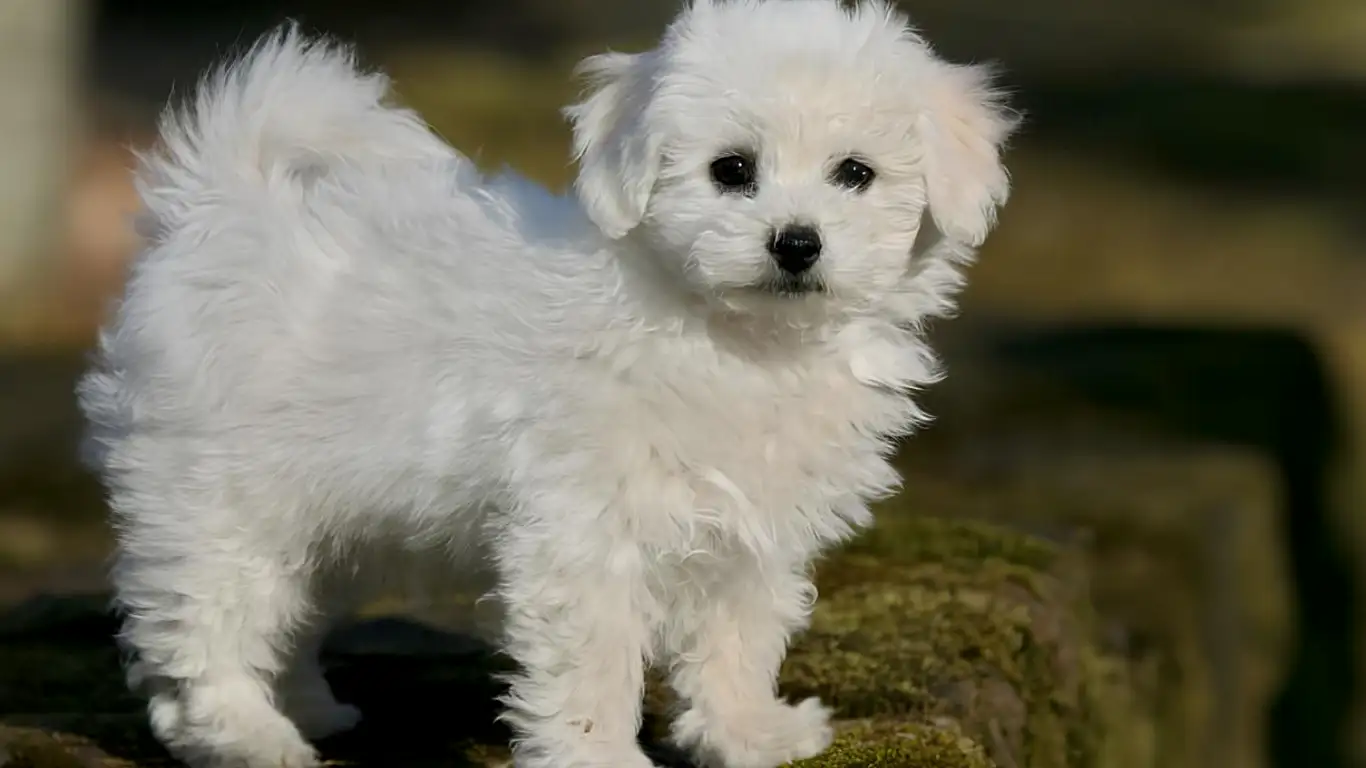 bichon-bolognese