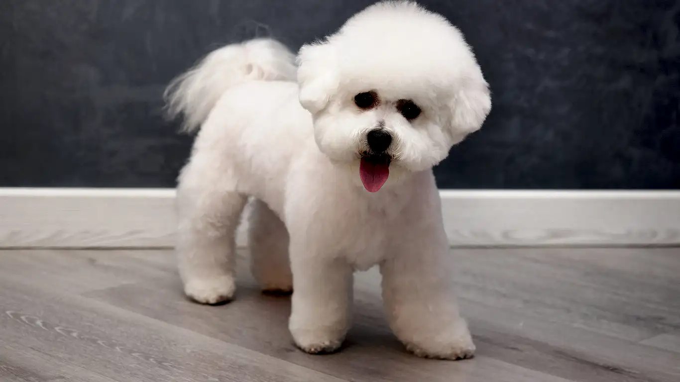 bichon-frise