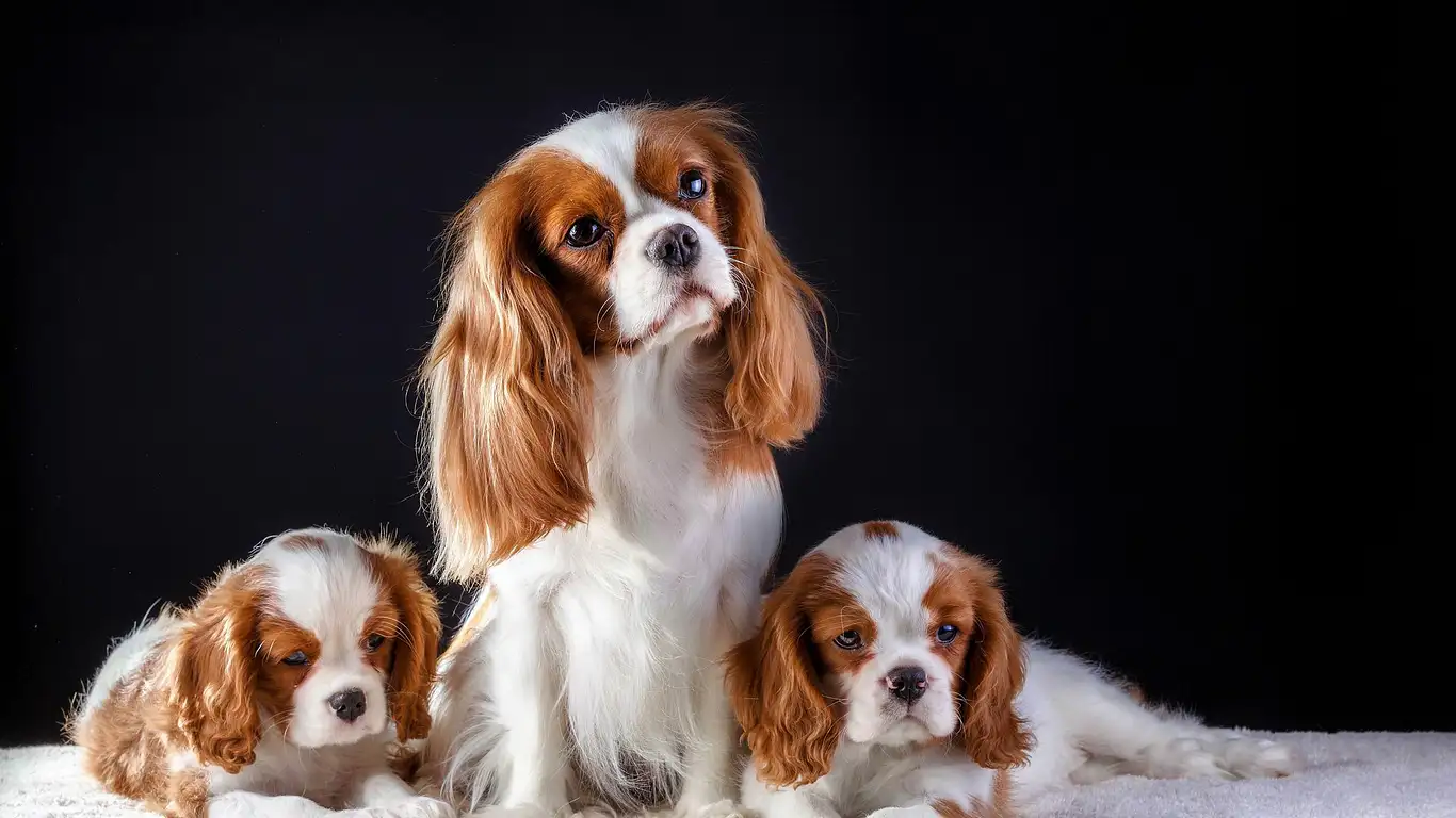 cavalier-king-charles-spaniel