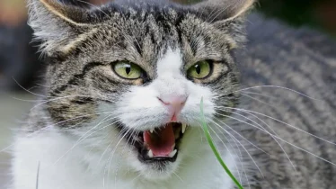 kedi-kizginlik