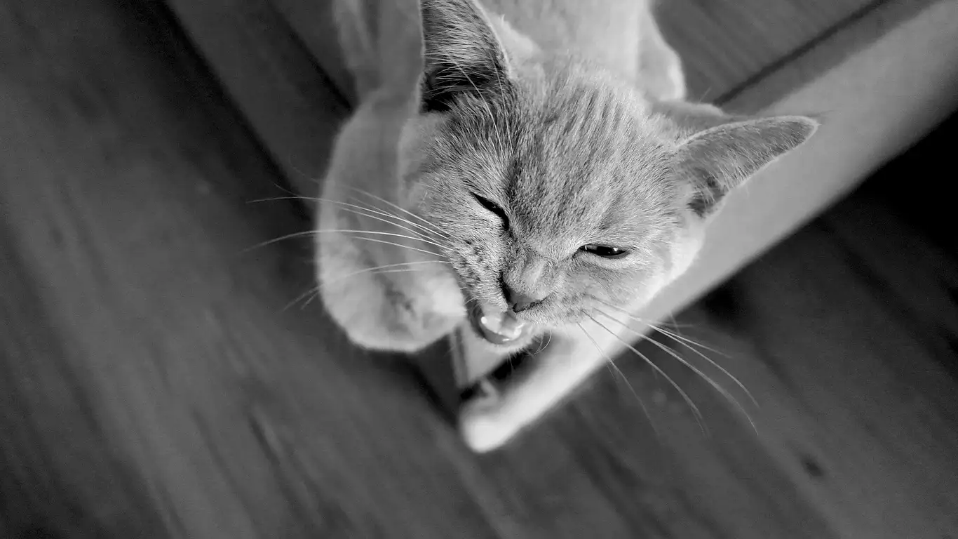 dişi kedi kızgınlık dönemi