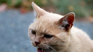 kedi-kizginlik