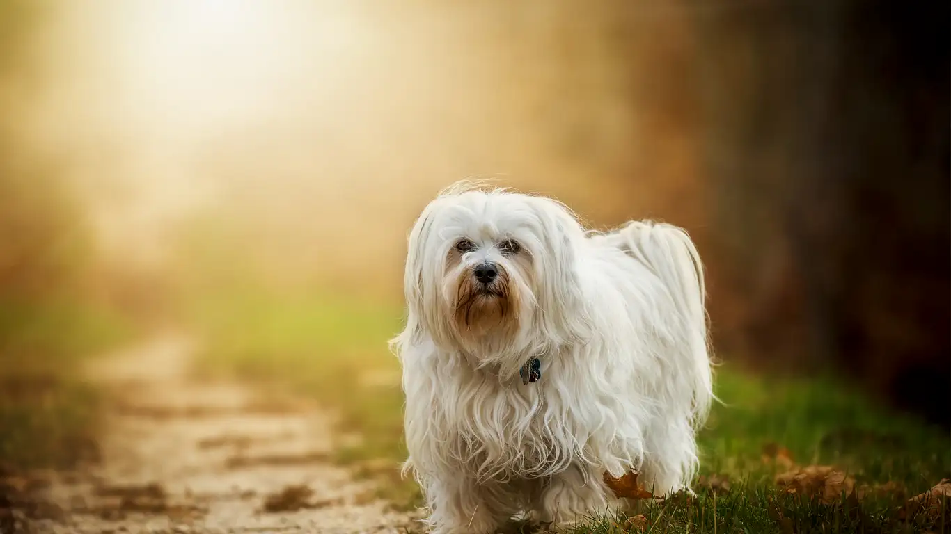 havanese