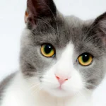 kedi