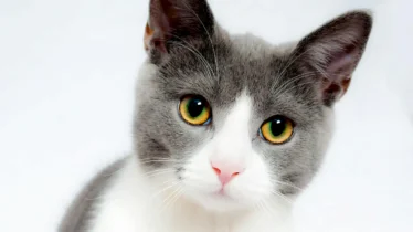 kedi