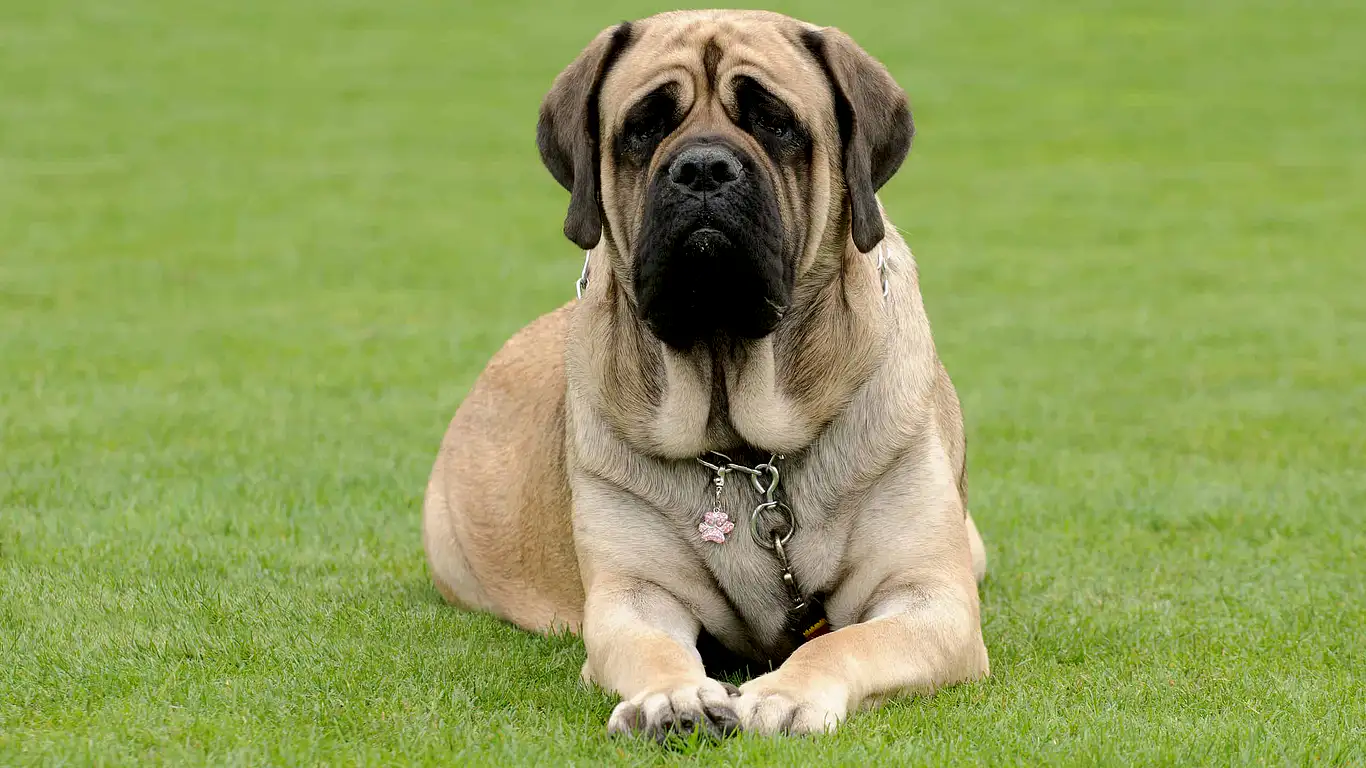 mastiff