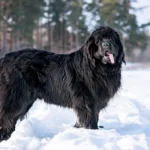 newfoundland