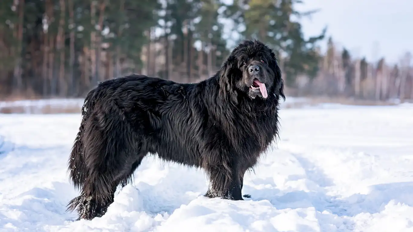 newfoundland
