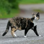 tortoiseshell